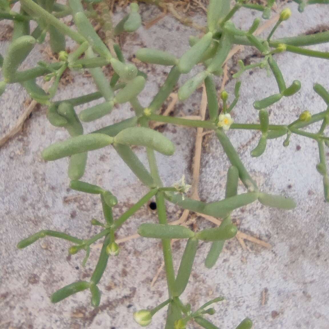 Image of Tetraena coccinea (L.) Beier & Thulin