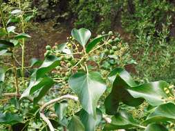 Image of Algerian ivy