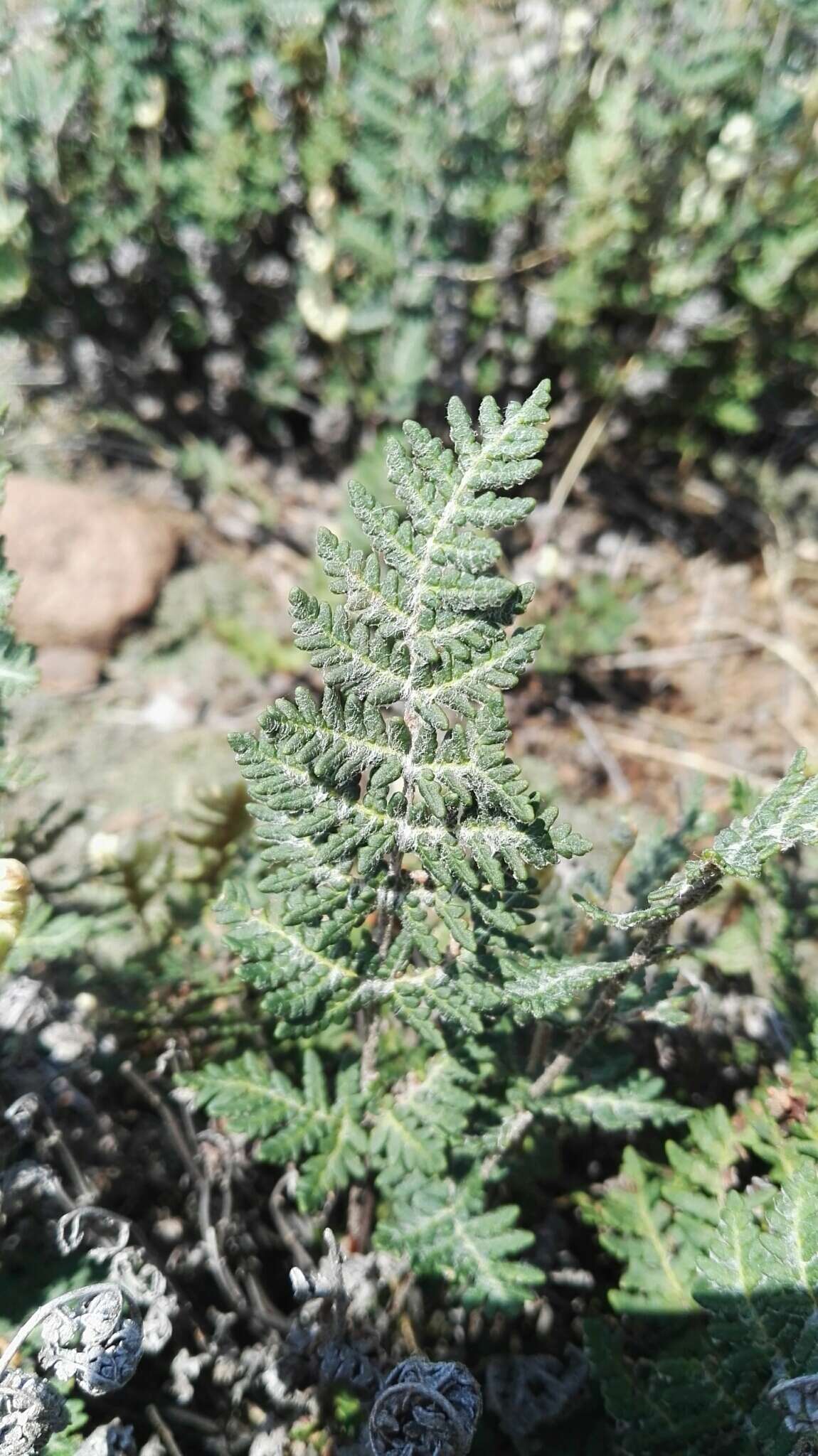 Plancia ëd Cheilanthes eckloniana (Kunze) Mett.