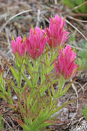 Image of Tushar Plateau Indian paintbrush