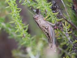 Eyprepocnemis plorans meridionalis Uvarov 1921 resmi