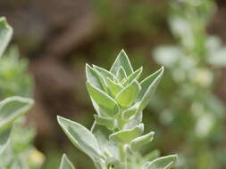 Schweinfurthia papilionacea (L.) Boiss.的圖片