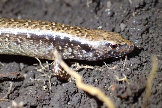 Image of Mokohinau skink