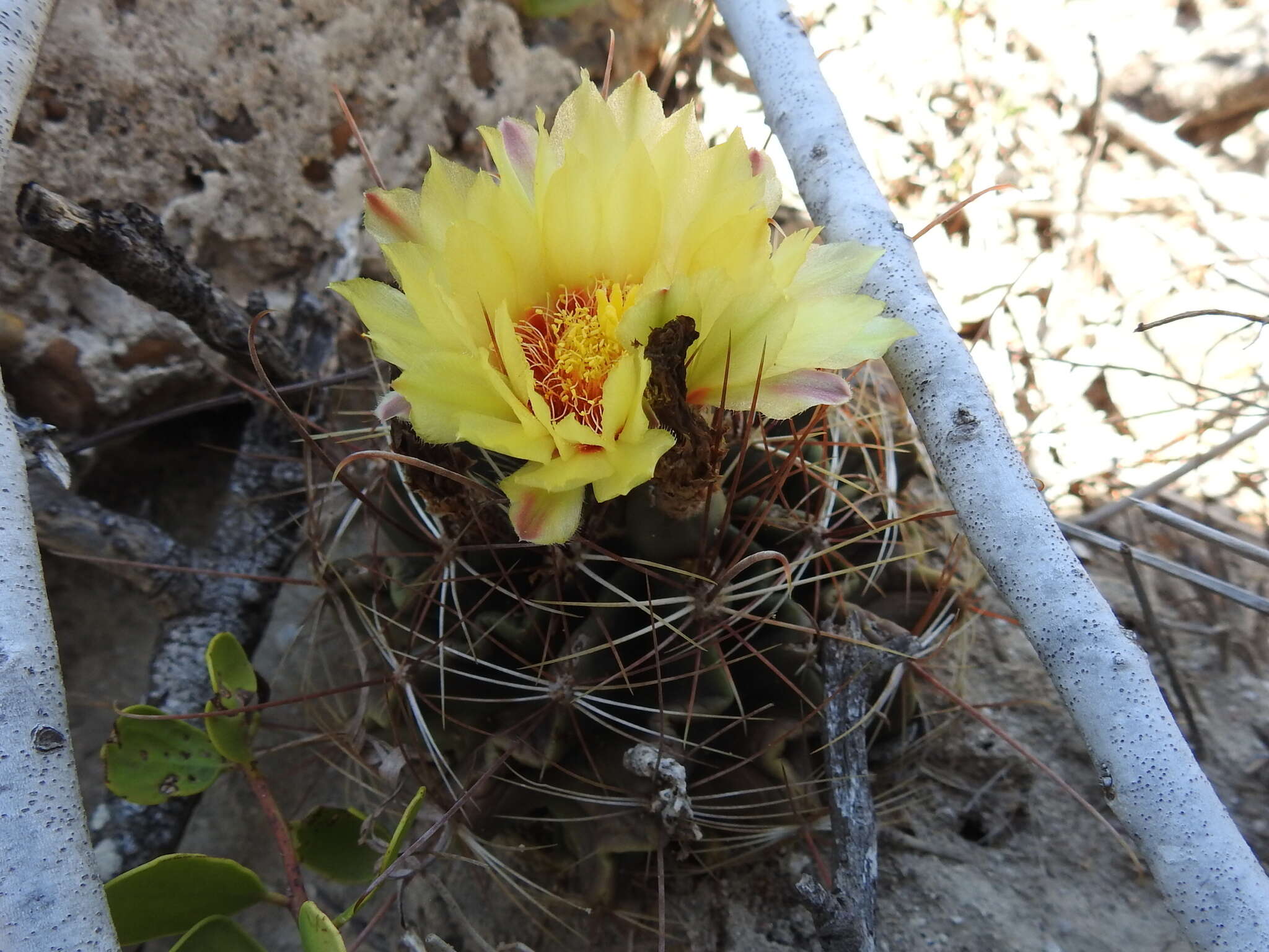 Image of <i>Hamatocactus setispinus</i>