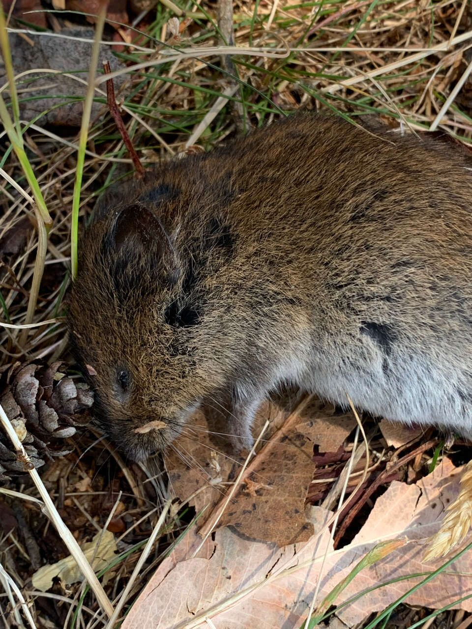 Microtus townsendii (Bachman 1839)的圖片