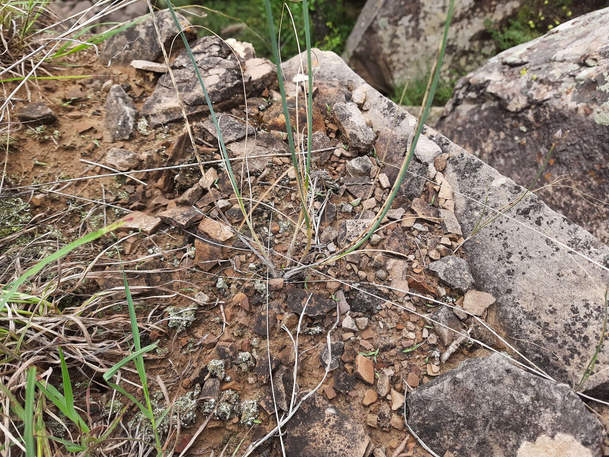 Image of Allium saxatile M. Bieb.