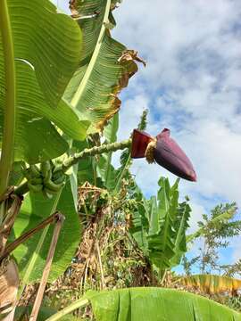 Image of Musa acuminata subsp. siamea N. W. Simmonds