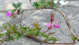 Imagem de Indigofera mundiana