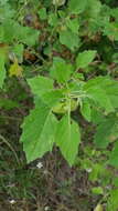 Image of Physalis patula Mill.