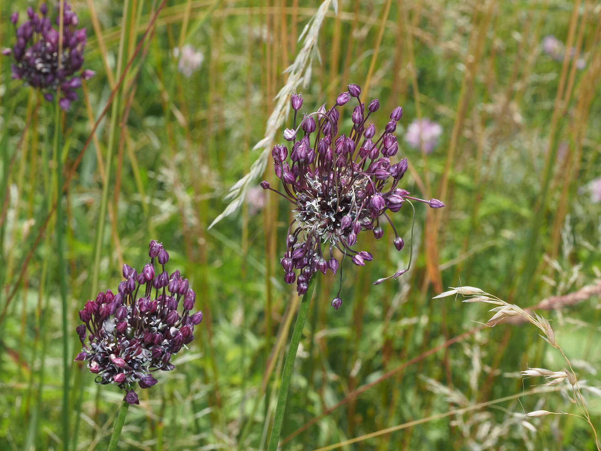 Allium scorodoprasum L.的圖片