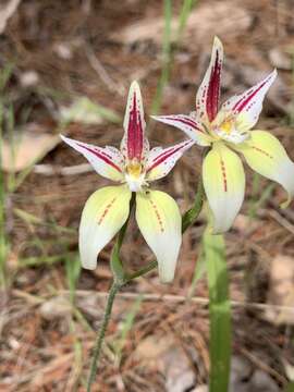 Image de Caladenia flava subsp. sylvestris Hopper & A. P. Br.