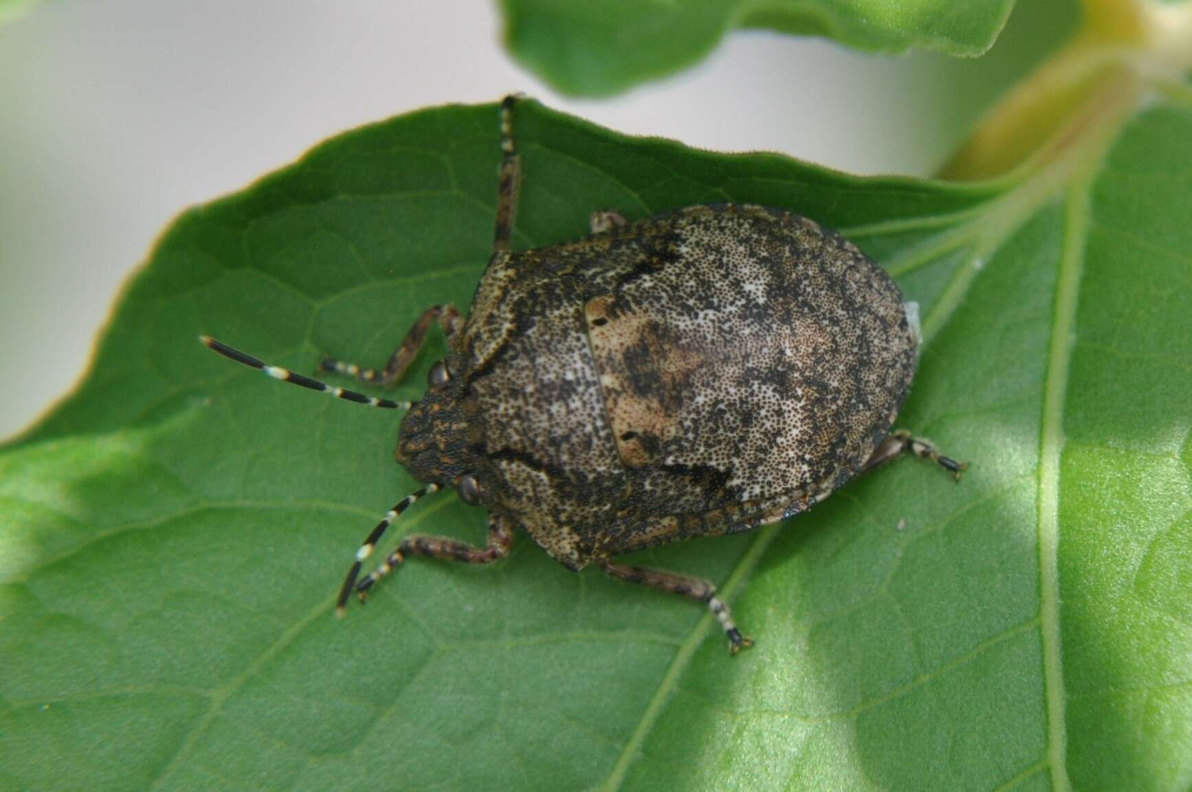 Image of Tetyra antillarum Kirkaldy 1909