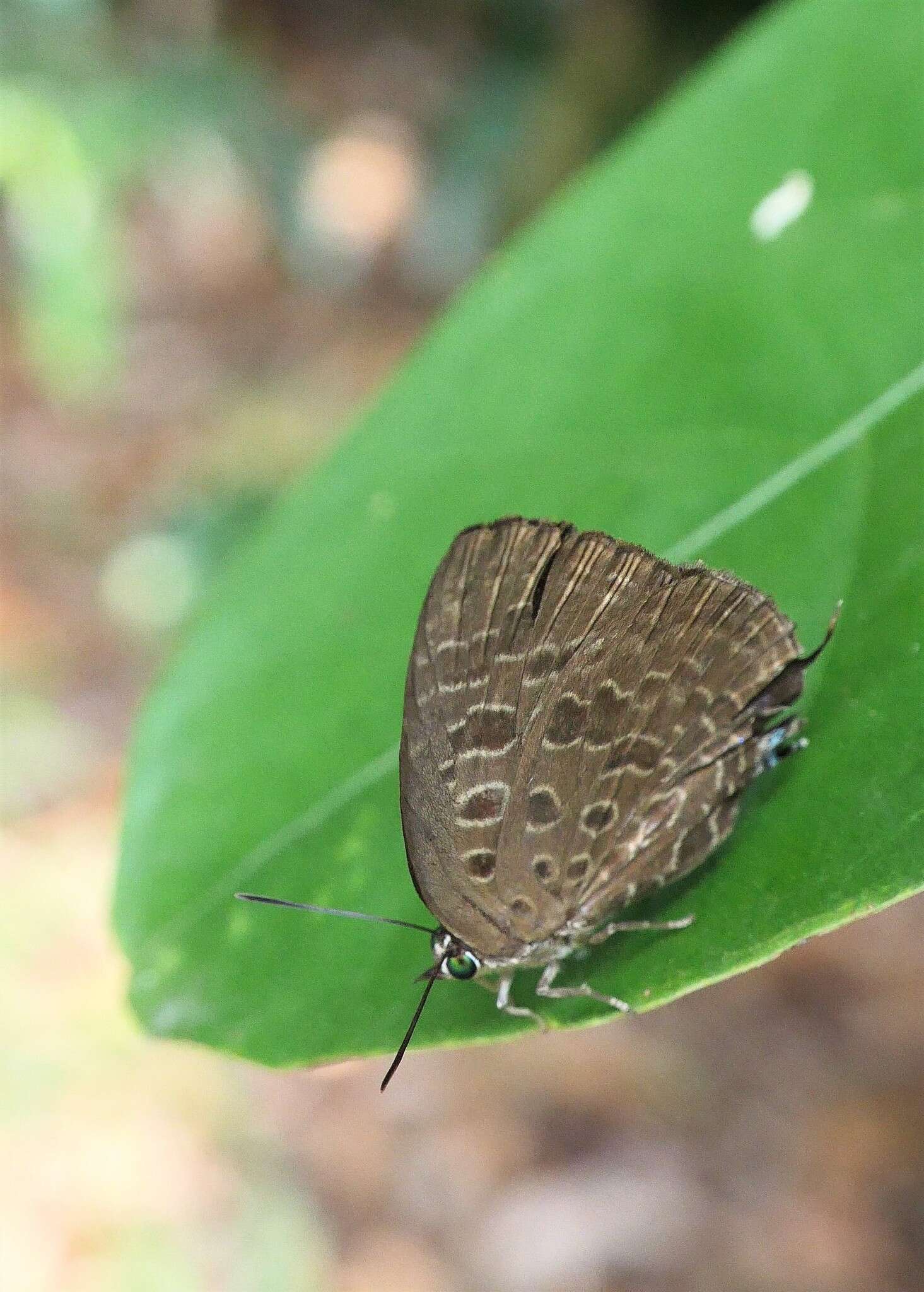 Image of Arhopala eumolphus (Stoll (1780))