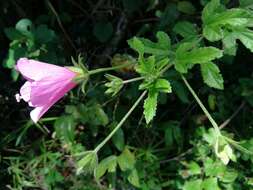 Image of Forest pink hibiscus