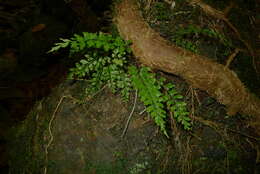 Image of Royal Spleenwort