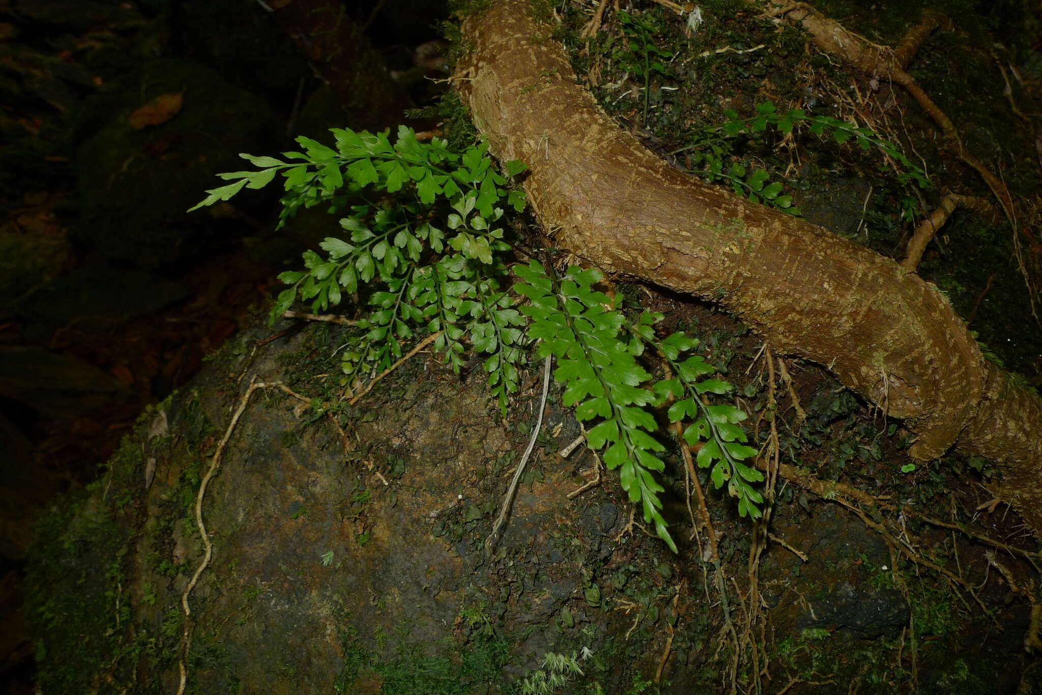 Image of Royal Spleenwort