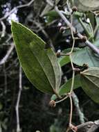 Smilax domingensis Willd. resmi