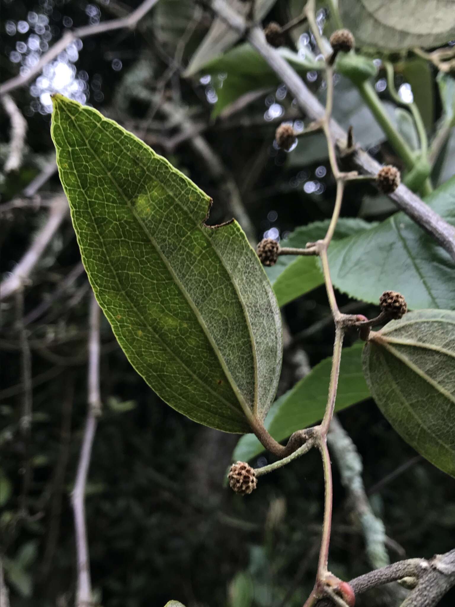 Smilax domingensis Willd. resmi