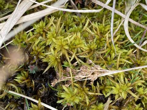 Sphagnum denticulatum Bridel 1826的圖片