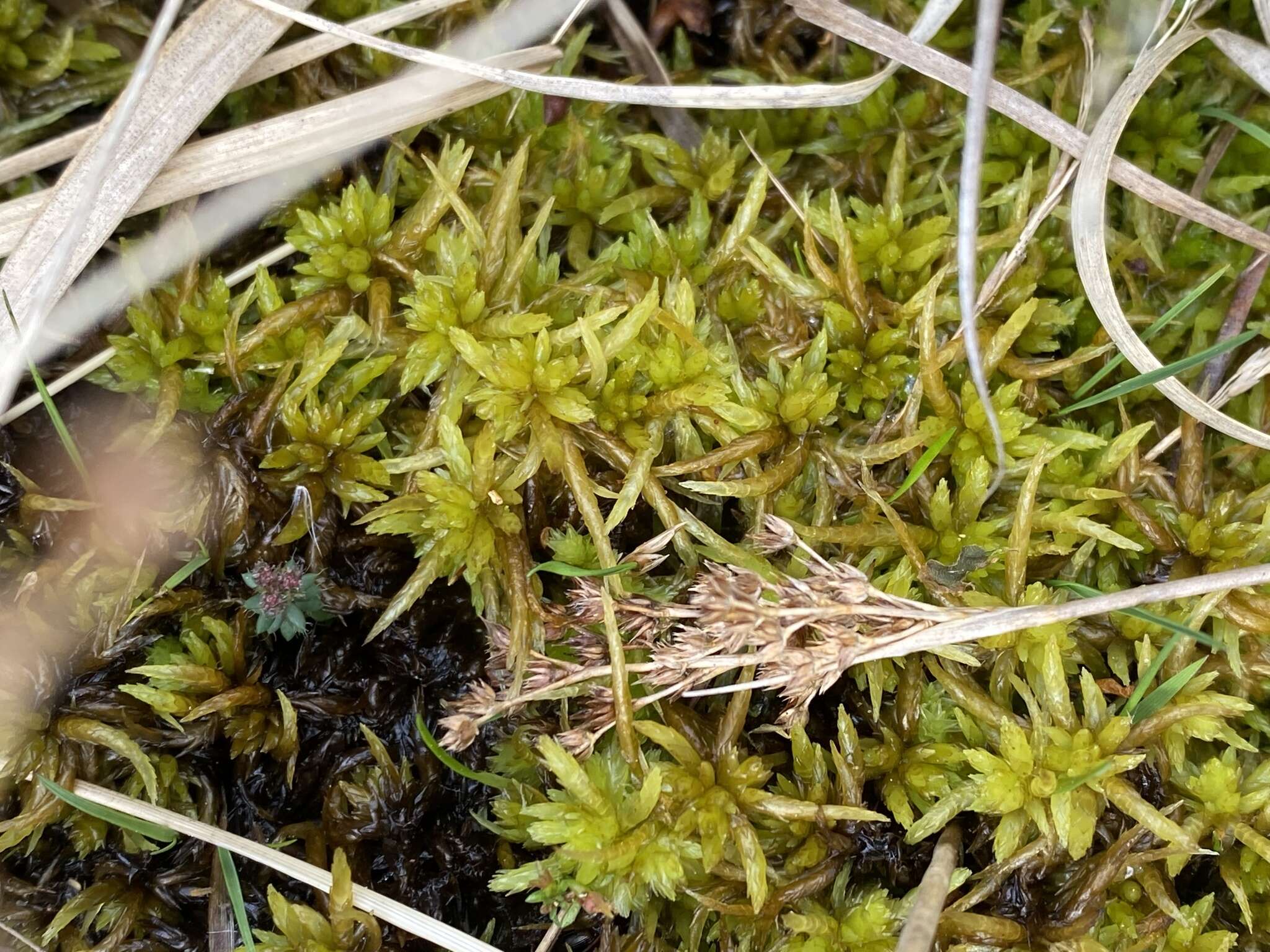 Sphagnum denticulatum Bridel 1826的圖片