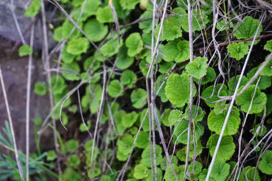 Image of Dioscorea humilis Bertero ex Colla