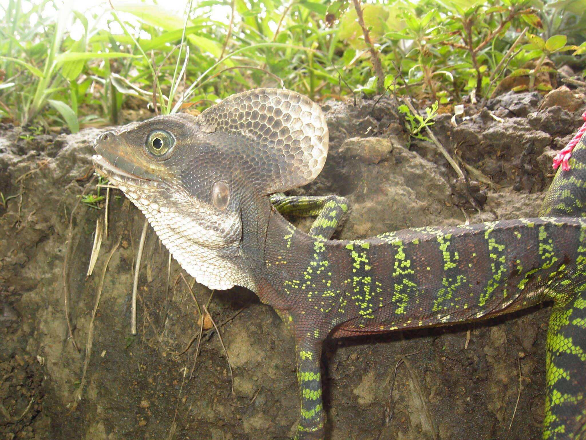 Image of Western basilisk