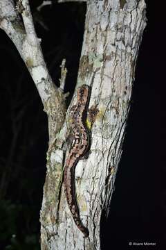 Image of Yucatan Mushroomtongue Salamander