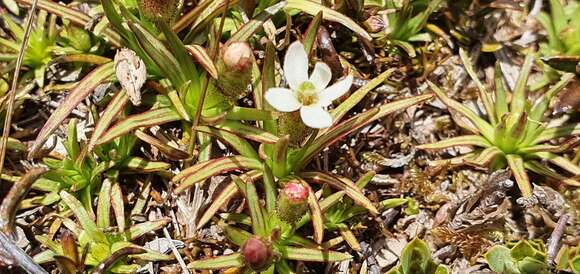 صورة <i>Stylidium subulatum</i>