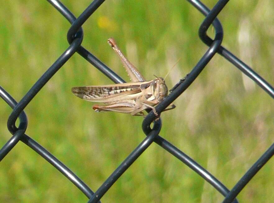 Image of Spur-throated locust