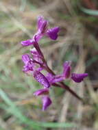 Image of Anacamptis morio subsp. picta (Loisel.) Jacquet & Scappat.