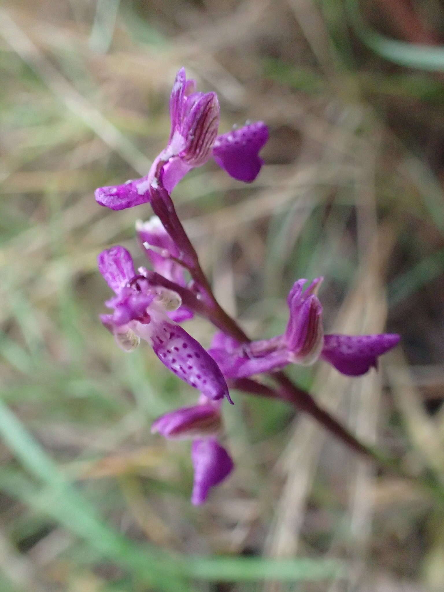 Image of Anacamptis morio subsp. picta (Loisel.) Jacquet & Scappat.