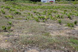 Image of beach knotweed