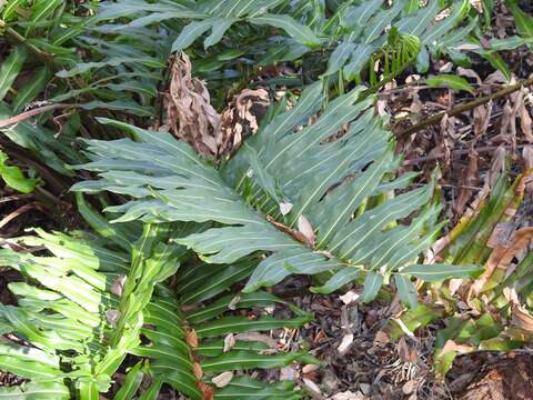 Image of giant leather fern