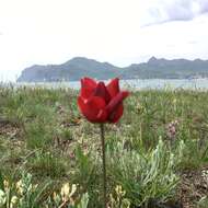 Image of Tulipa suaveolens Roth