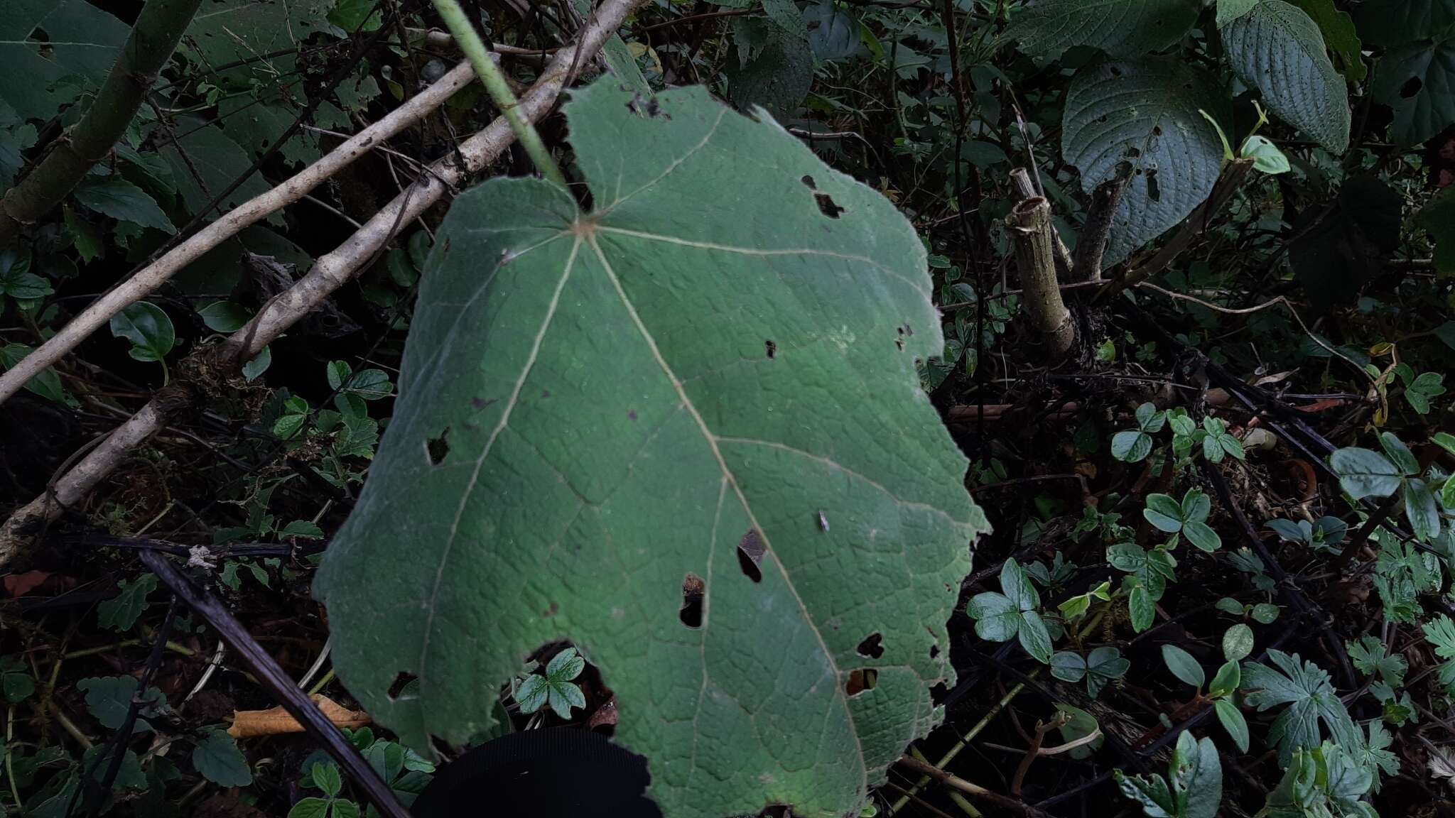 Image of Nasa speciosa (J. D. Sm.) Weigend