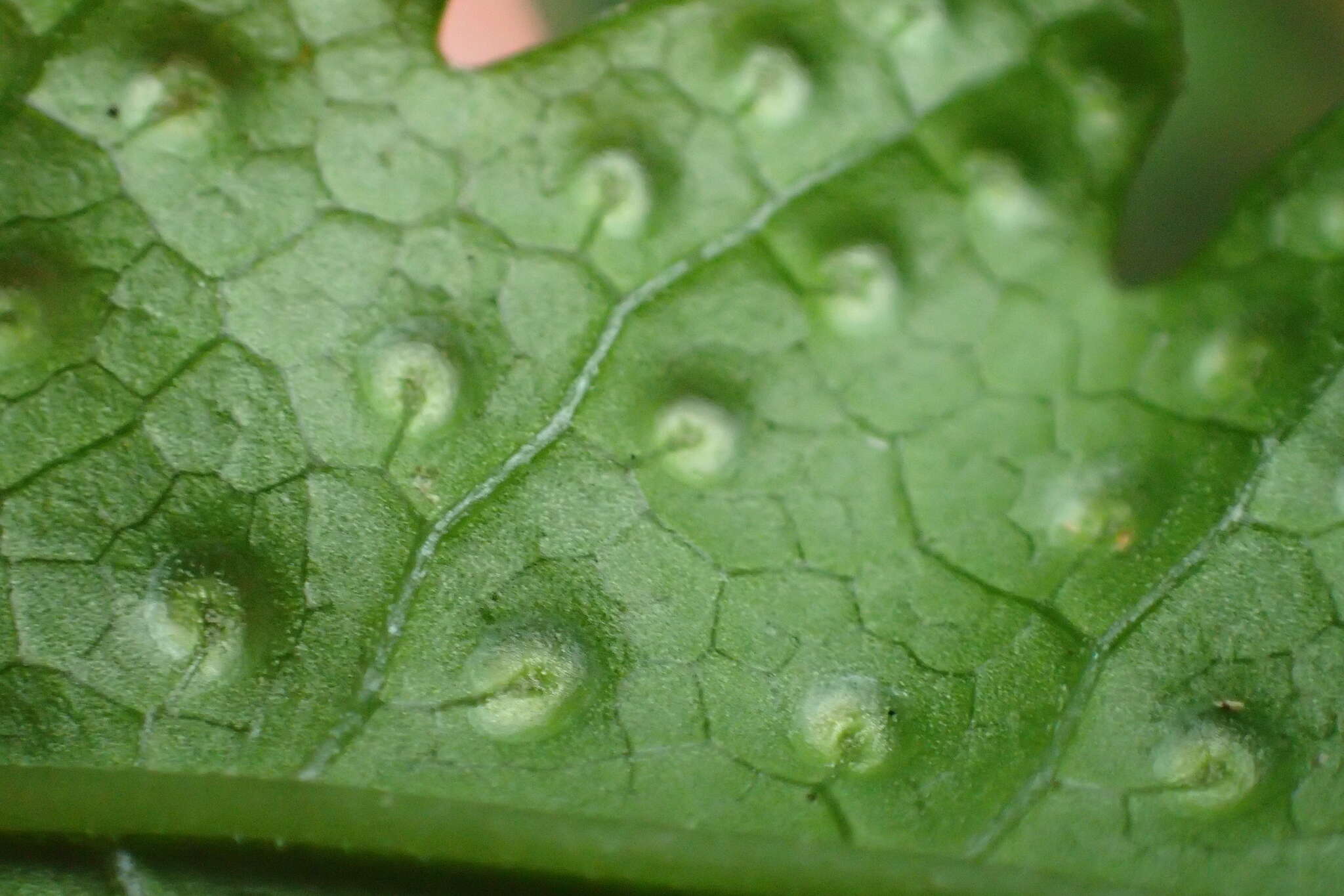 Image de Tectaria phaeocaulis (Rosenst.) C. Chr.