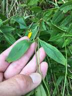 صورة Coreopsis pubescens Ell.