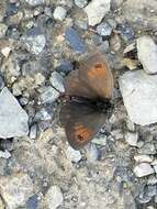 Image of Swiss Brassy Ringlet