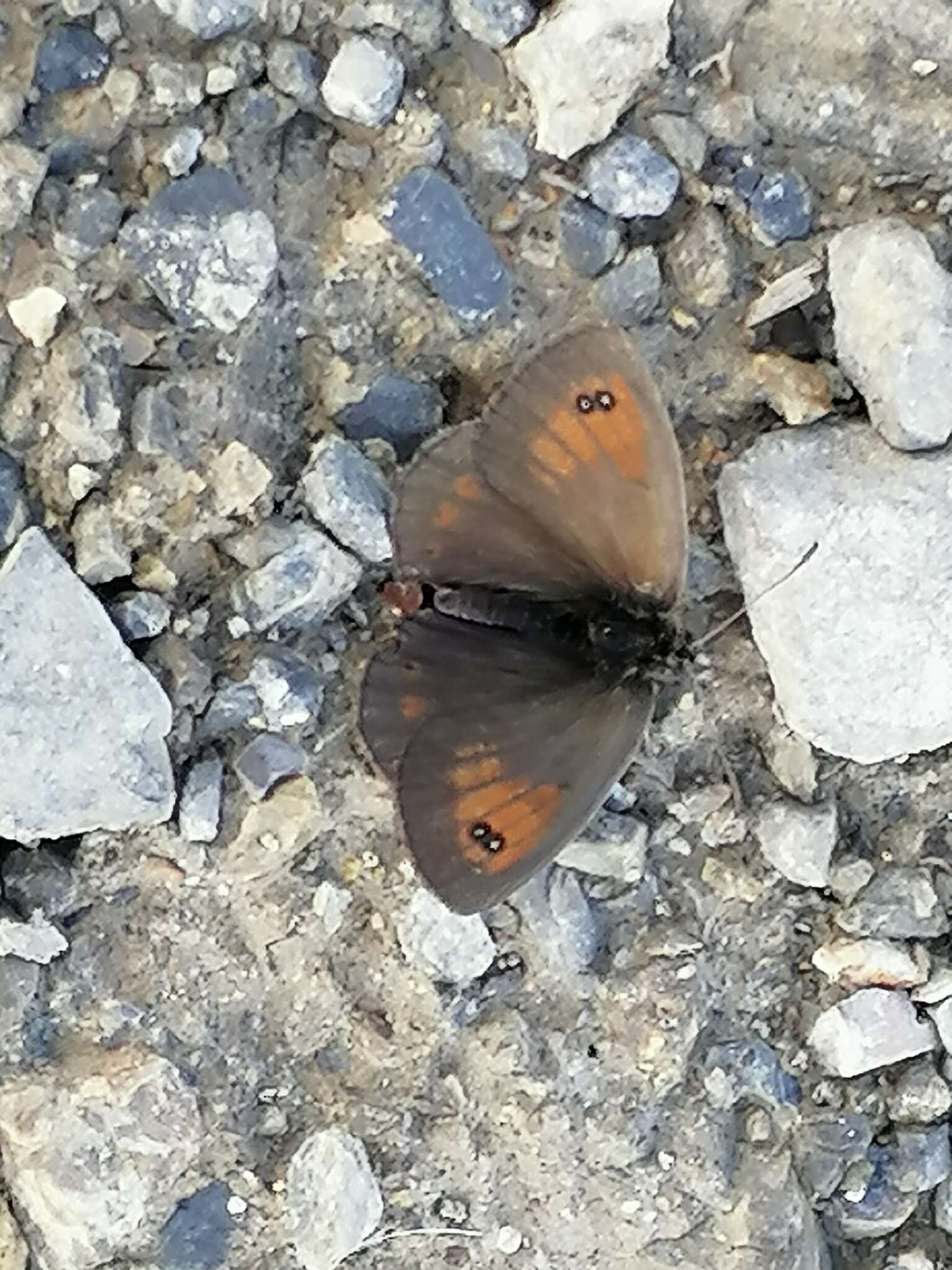 Image of Swiss Brassy Ringlet