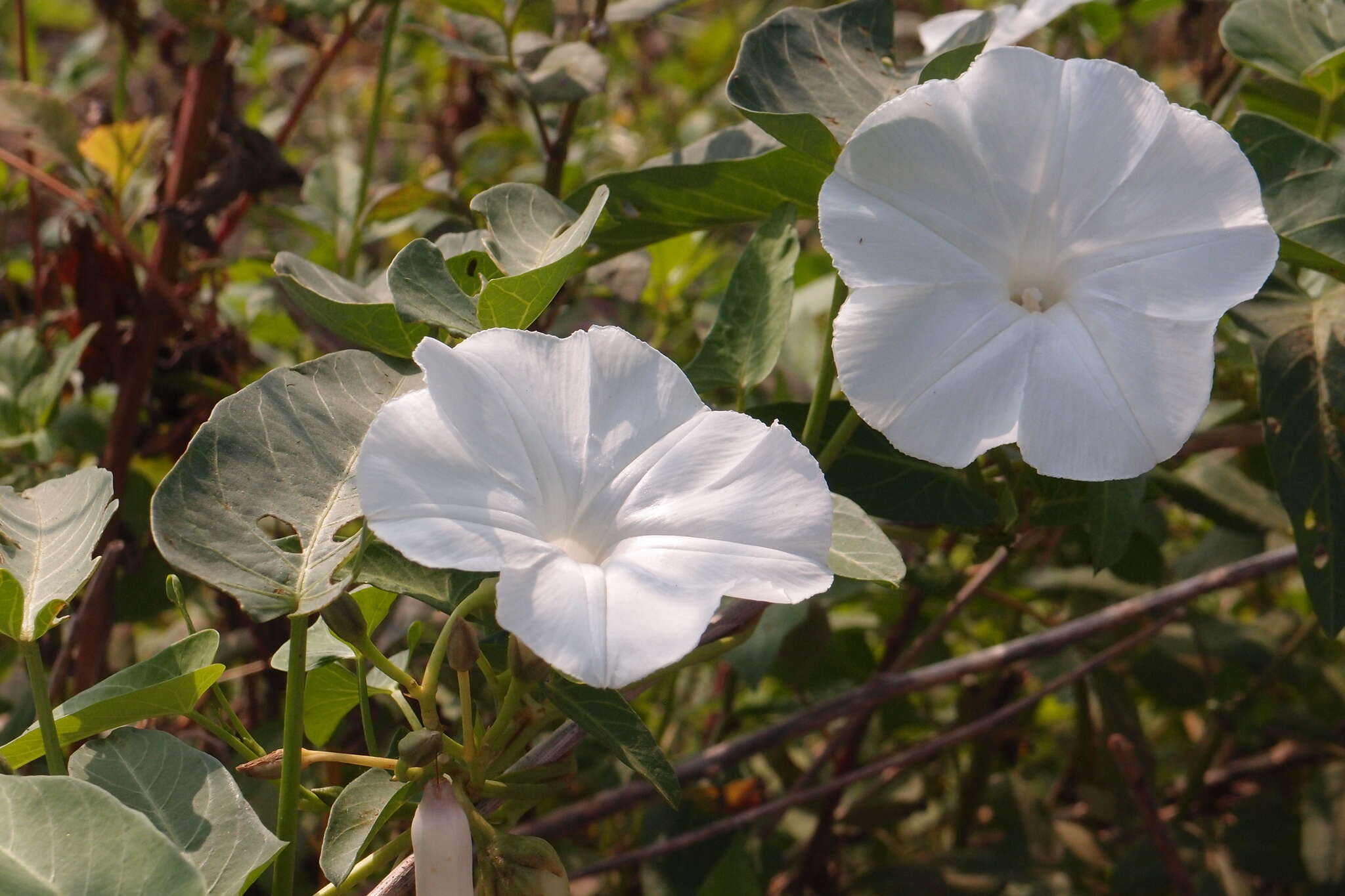 Image of Ipomoea aquatica Forsk.