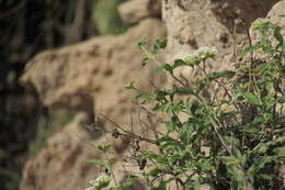 Image of Tournefortia hartwegiana Steud.