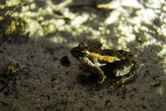 Image of Tinkling Froglet