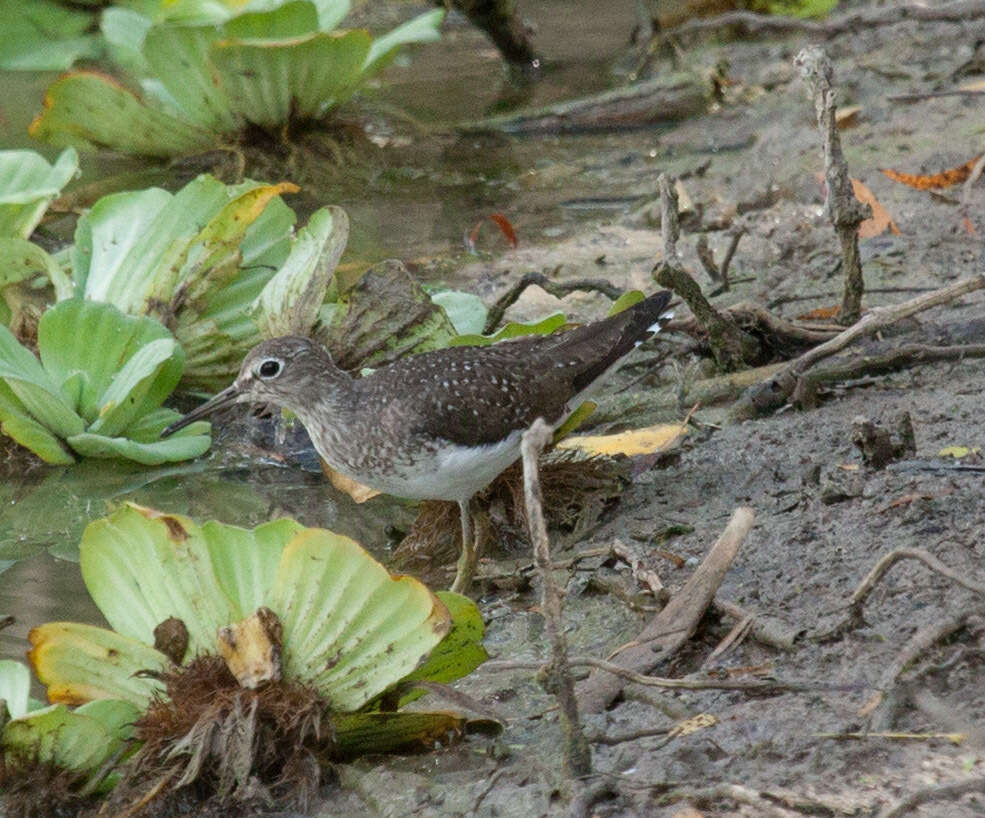 Image of Solitary Sandpiper