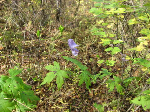 Image of Aconitum sczukinii Turcz.