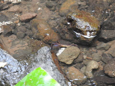 صورة Nesonautes margaritarius (A. Milne-Edwards 1869)