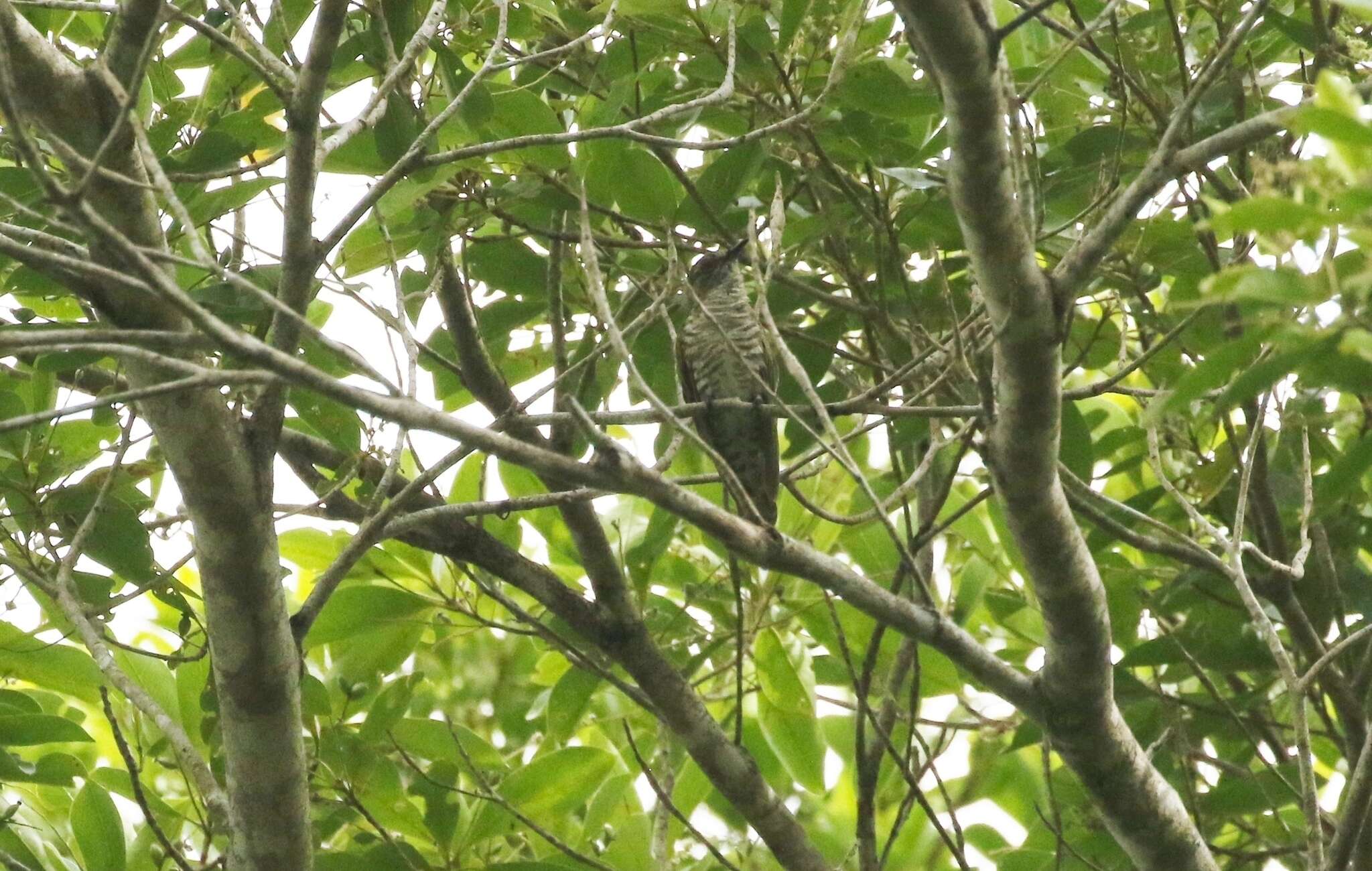 Image of Little Bronze Cuckoo