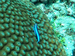 Image of Northern Neon Goby