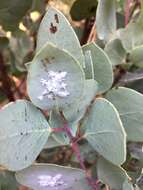 Image of Puto arctostaphyli Ferris 1950