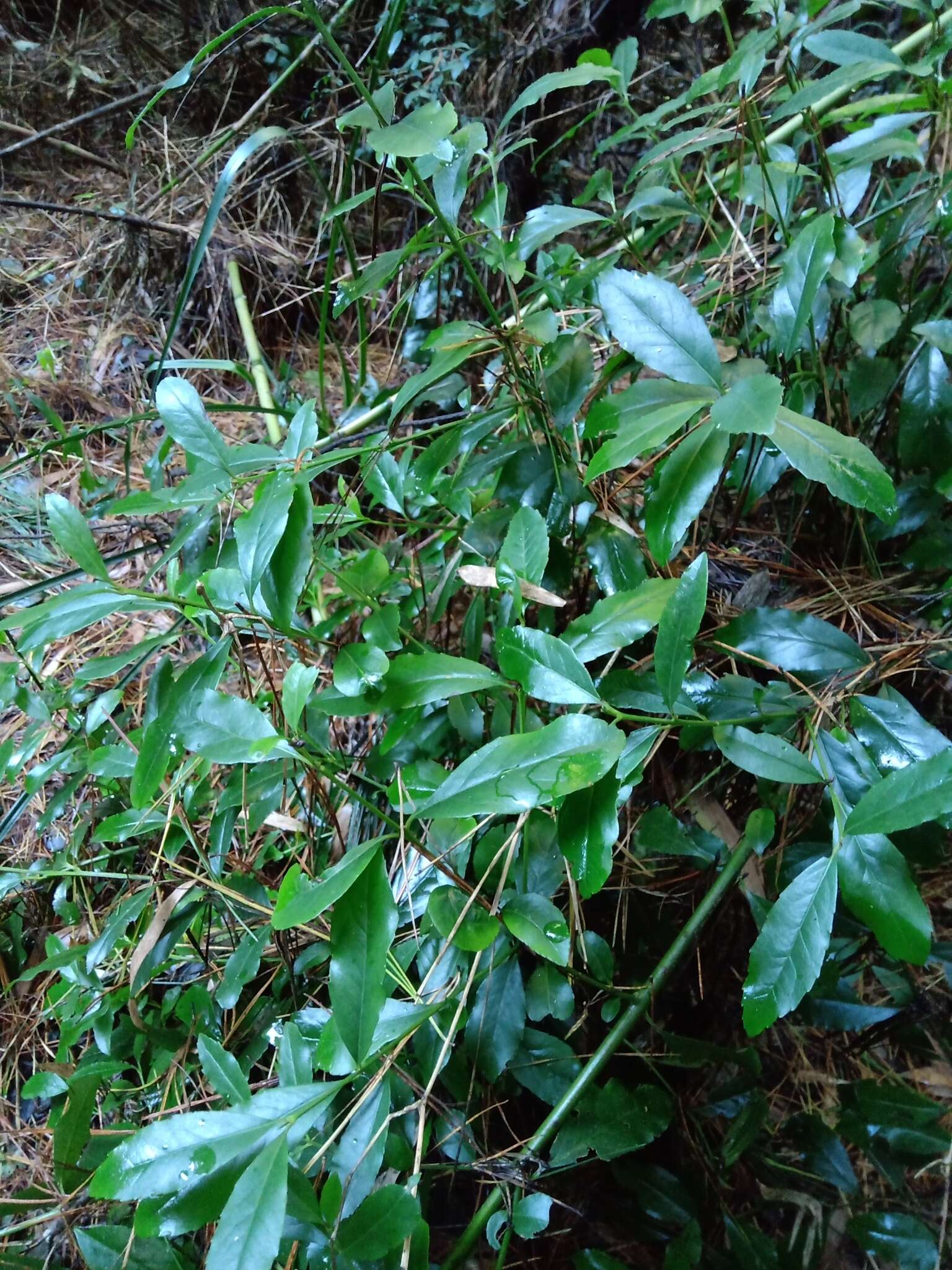 Sivun Laurelia sempervirens (Ruiz & Pav.) Tul. kuva