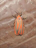 Image of Scarlet-winged Lichen Moth